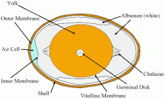 Figure 1. Parts of an egg